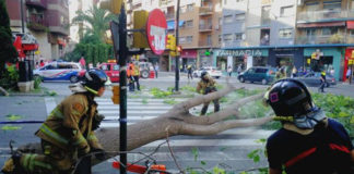 Zaragoza, la ciudad que más leña puede hacer del árbol caído