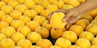 El alcalde de Calanda propone sustituir las uvas por melocotones