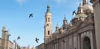 Una bandada de aguiluchos se adueña de la Plaza del Pilar y ataca a las palomas
