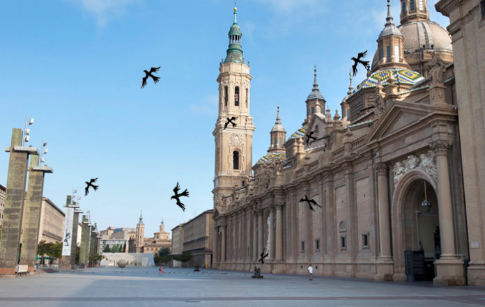 Una bandada de aguiluchos se adueña de la Plaza del Pilar y ataca a las palomas