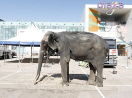 Ante las protestas de los ciudadanos, enseñan a la elefanta Dumba a decir "co, estoy bien"