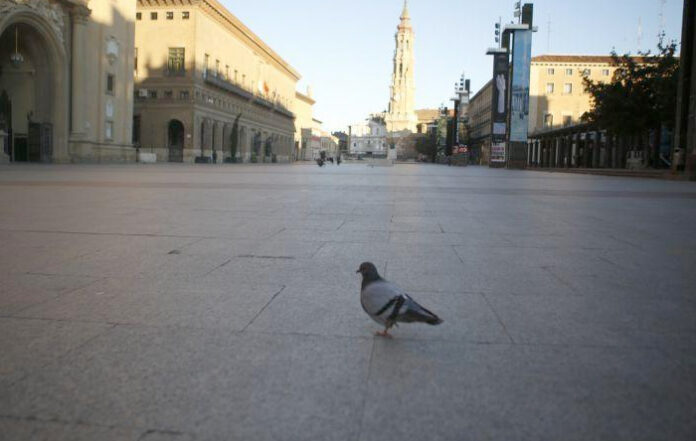 Las palomas de la Plaza del Pilar siguen preguntándose dónde está esa gente que les echaba migas de pan